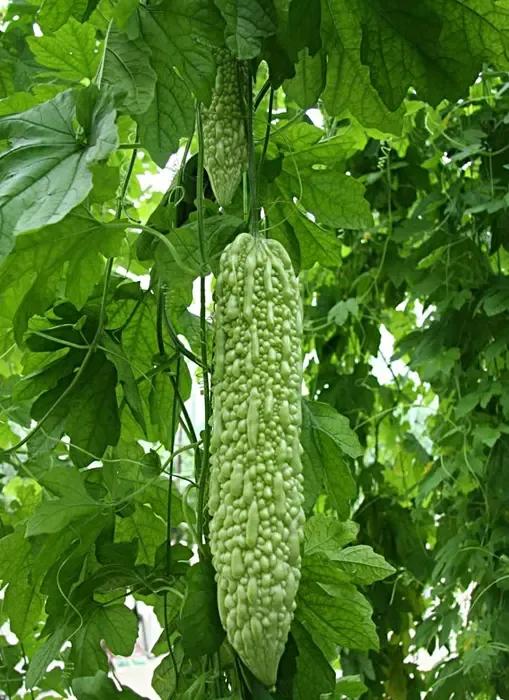 丝瓜黄瓜苦瓜哪种爬藤最茂盛,黄瓜南瓜丝瓜的花多半都不会结果