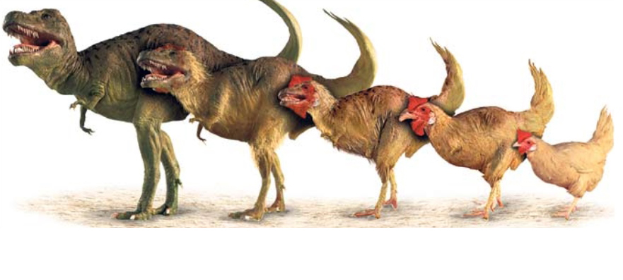 即便你经常吃，但是关于鸡你真的知道很多吗？