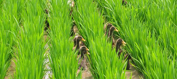 食材分享思路及方法,食材分享共赢