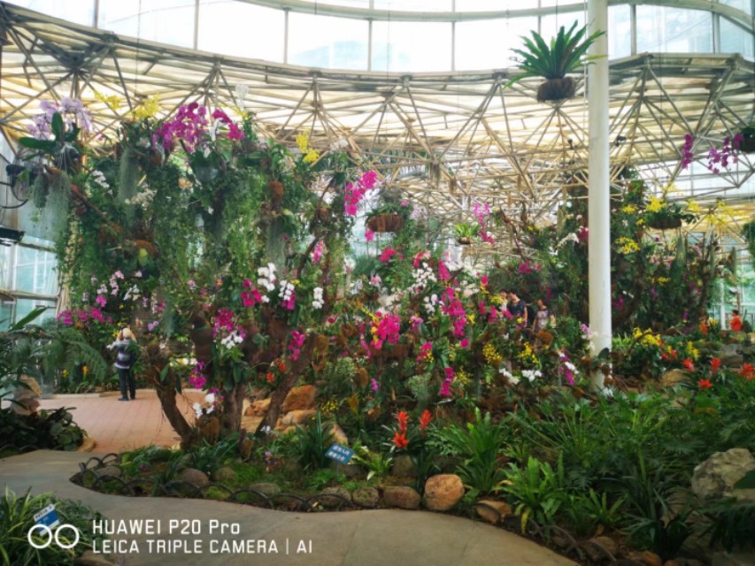 广州云台花园花展,广州云台花园咋样
