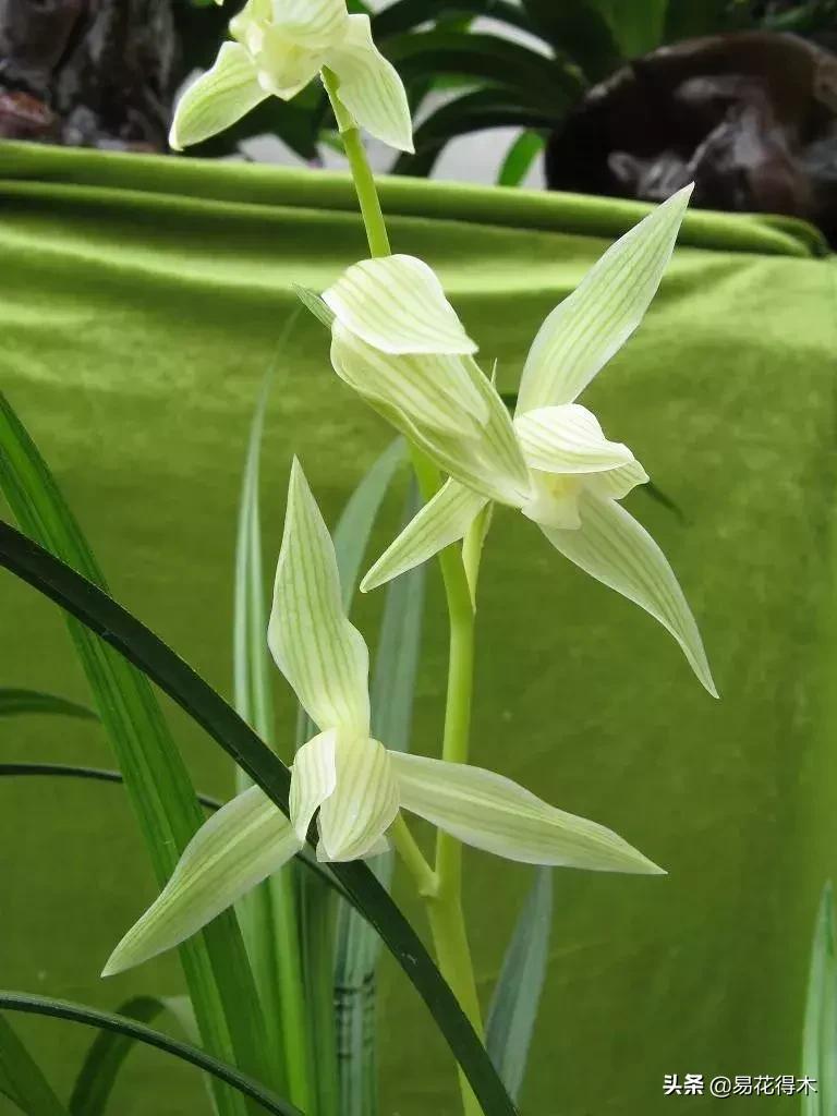 兰花春兰四大名品,兰花十大名品是哪些