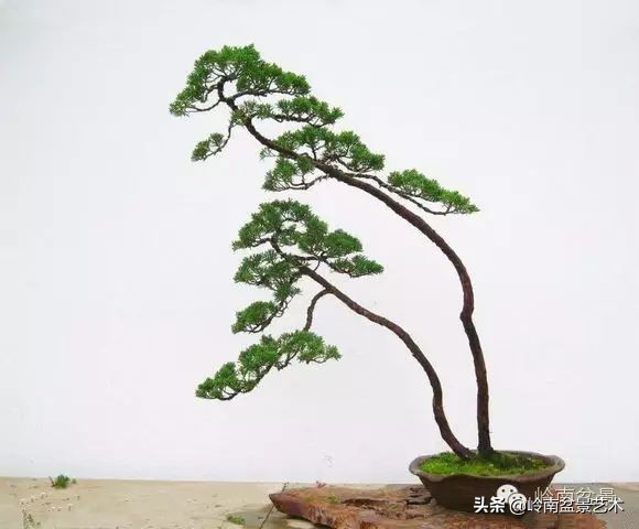 双干树,双干型果树