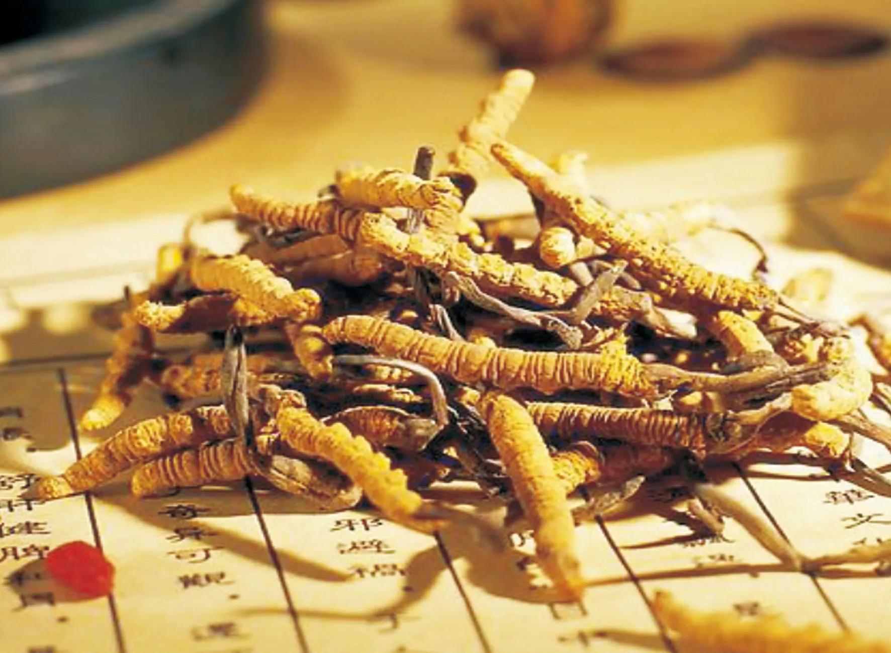 人工培育冬虫夏草价格,怎样区别人工种植的冬虫夏草