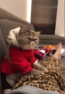 有些猫真的不把自己当猫,和人类呆久了的猫