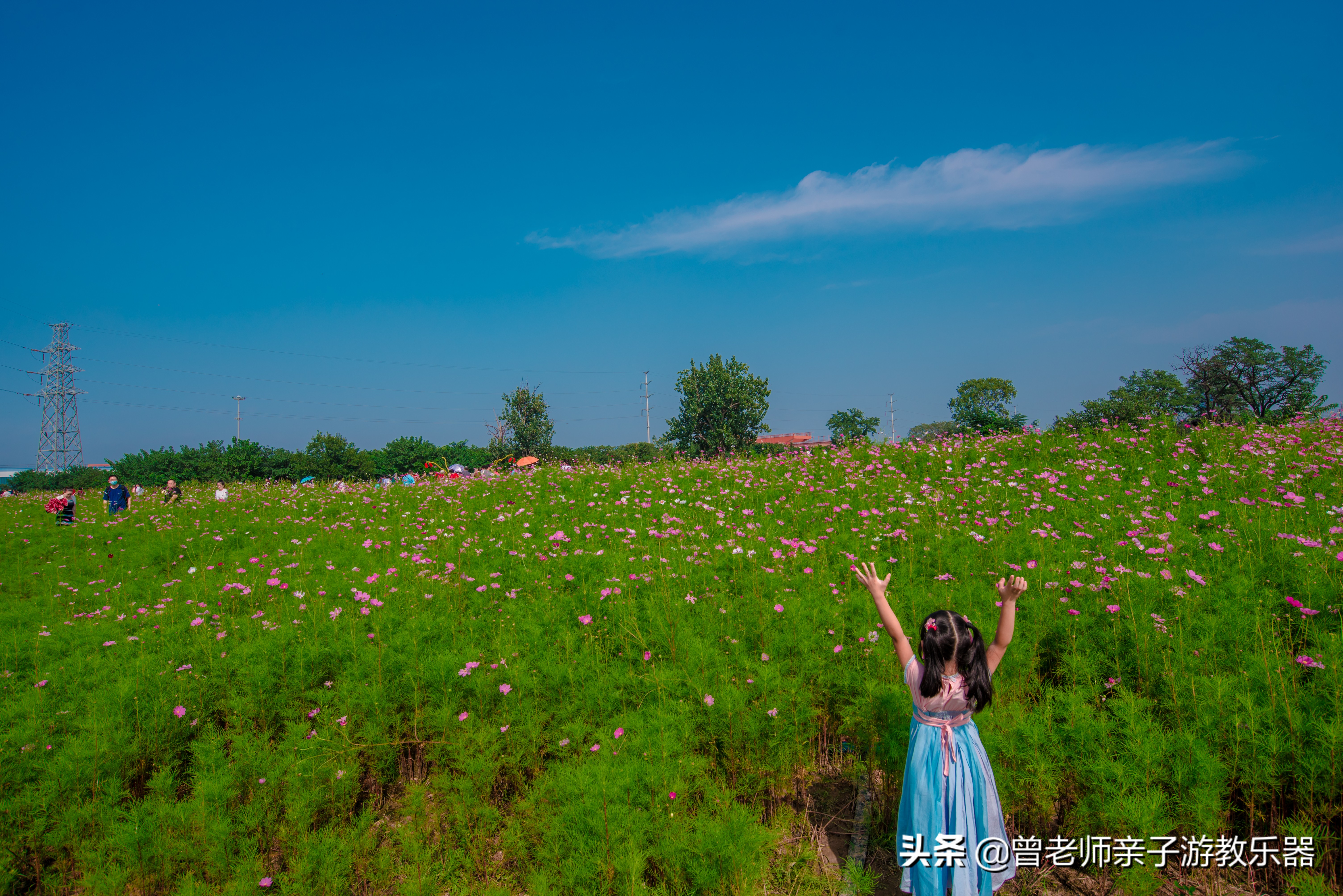 西安菊花节9.9元门票,爱菊菊花节怎么去