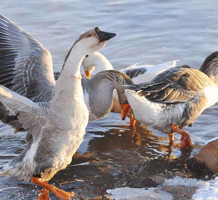 如何养鹅才能快速挣钱,怎么样养鹅才能挣钱