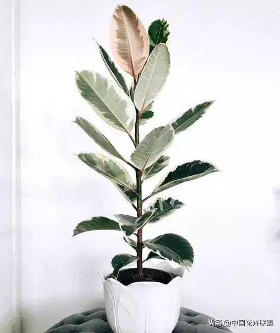 打翻了调色盘的花,打翻了调色盘的美景