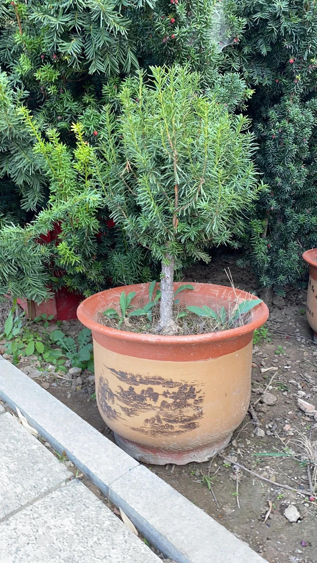 曼地亚红豆杉简介,最大的曼地亚红豆杉