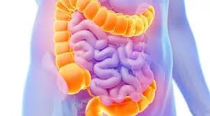 菌群问题,过敏与肠道菌群失调有关吗