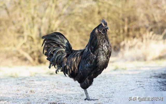 世界上最贵的三种食材,全球公认最贵顶级食材及价格
