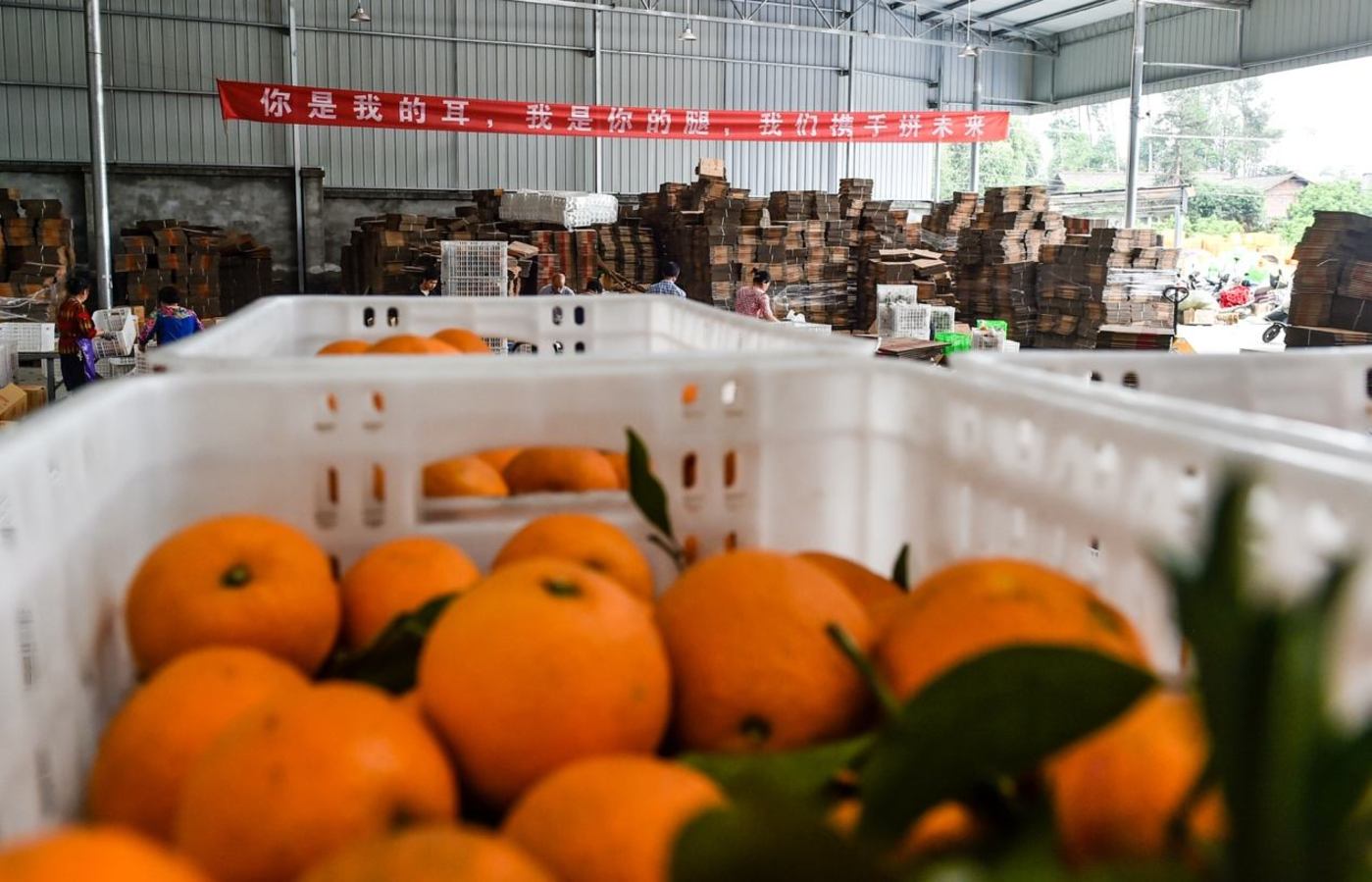 拼多多低价售卖品牌产品犯法,拼多多买水果的分析