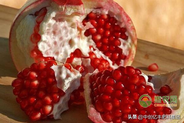 石榴树适合广东种植吗,石榴树的种植与管理喜干还是喜湿