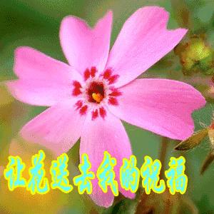 11月快乐我把祝福送给你高清图片,我把祝福送给你动态简谱