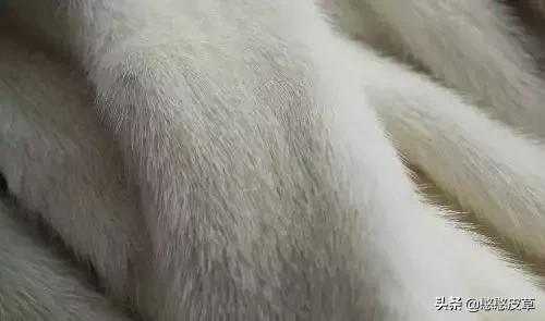 真假皮草区别是什么如何辨认,貂毛皮草真假怎么辨别