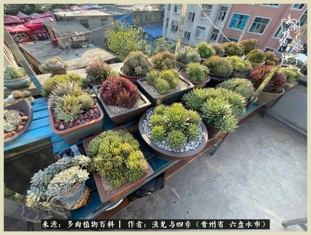 国庆假期你快乐吗？来，凉都美肉与你相伴一一小乌木的霸气东云