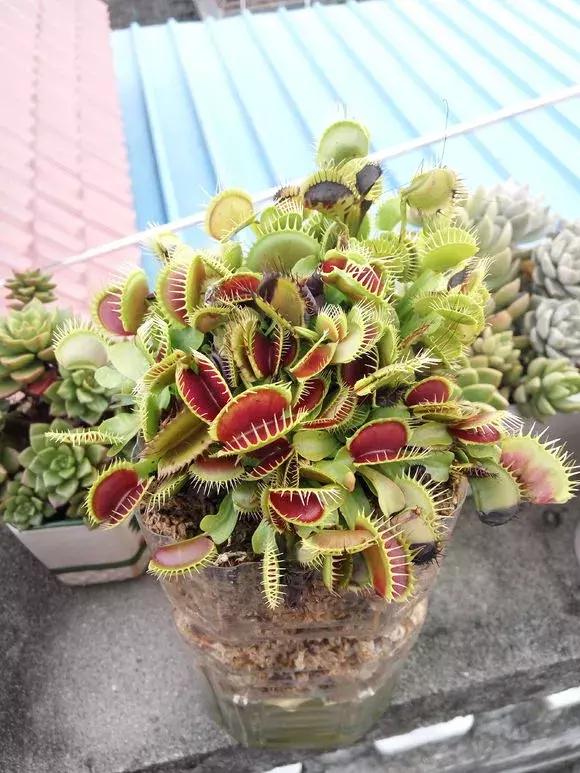 吊兰绿萝花盆制作,用塑料瓶做绿萝吊兰花瓶