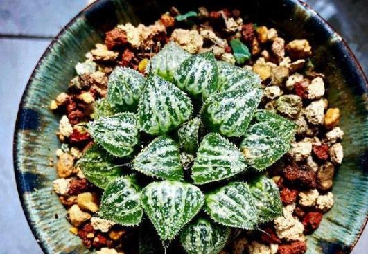 多肉玉露闷养最佳时间,养殖的多肉为什么叶子变黄