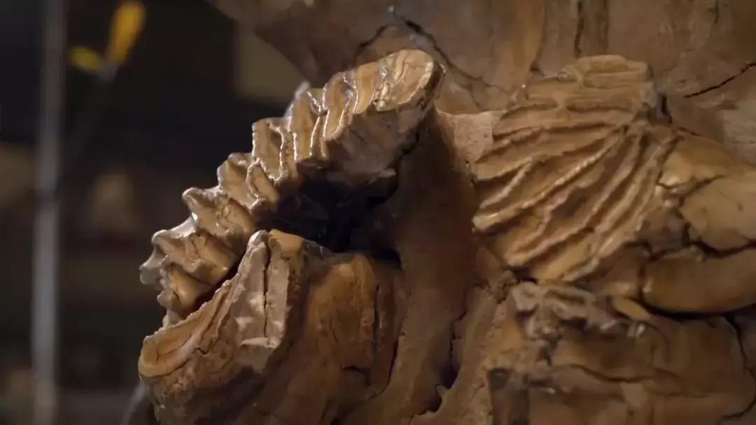 小飞象真实事迹,小飞象哭了全过程