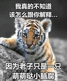 拼多多9.9包邮秒杀,拜宠清驱虫药拼多多有正品吗