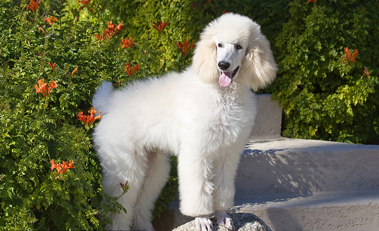 养宠出现的问题,爱宠丢失综合症怎么办