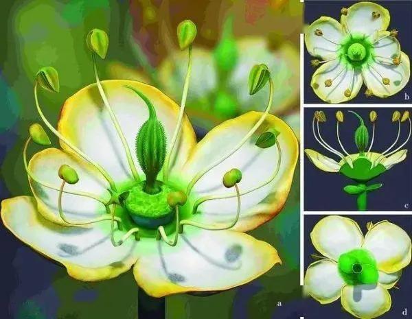 绣球花的花瓣好漂亮！等等，你确定那是花瓣？