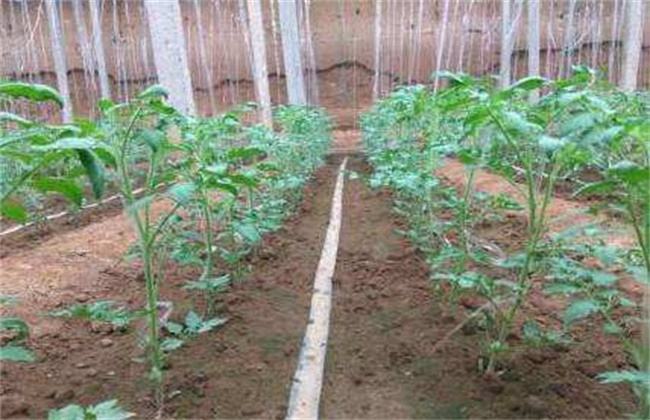 水培番茄徒长怎么补救,怎么防止番茄徒长不挂果