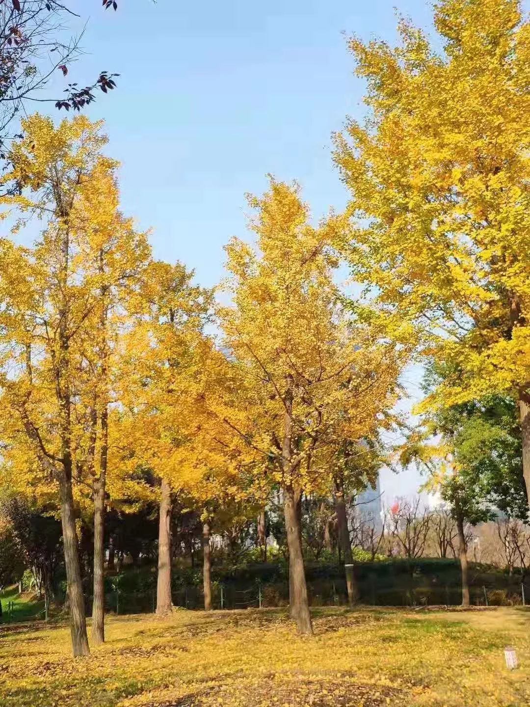 上海银杏叶打卡的地方,上海周边哪里有银杏叶