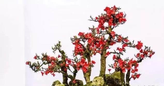 古朴自然盆景欣赏,造型极美的盆景一起来欣赏