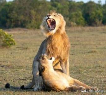 母狮一天发情40次,还追着公狮咬蛋蛋?根本不是这样啊....