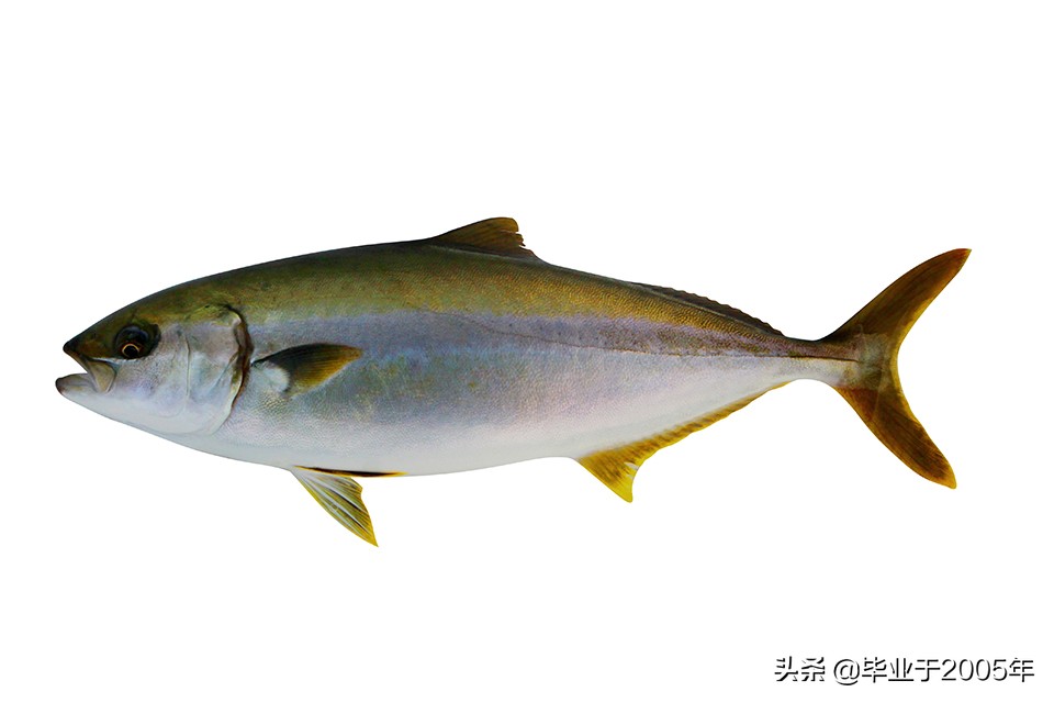 辽宁常见的鱼有哪些,辽宁沿海常见鱼