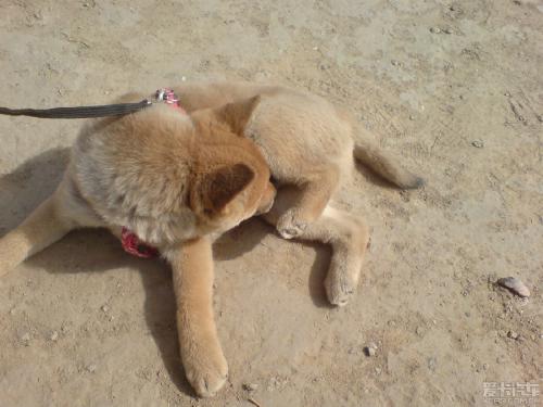 我家狗爱舔脚正常吗,你家狗喜欢舔你是什么意思