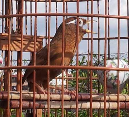 画眉鸟中的斗鸟具有什么样的特征,画眉鸟的脚型及图片