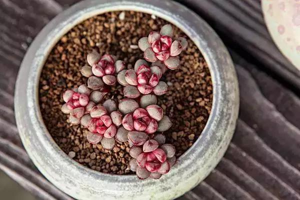 最全多肉图鉴大全,图鉴植物