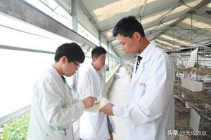 新手养鸽必读夏季养鸽注意事项,十条养鸽经验你一定要知道