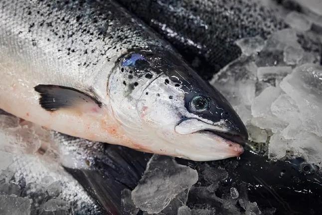 三文鱼说：我不“背锅”，“投毒”可能就是人类自己