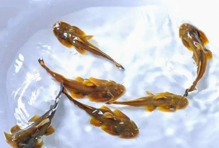 中国最好吃的4大淡水鱼,中国特别好吃的10种淡水鱼