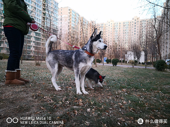一次创世纪的生活体验—记哈士奇当妈妈
