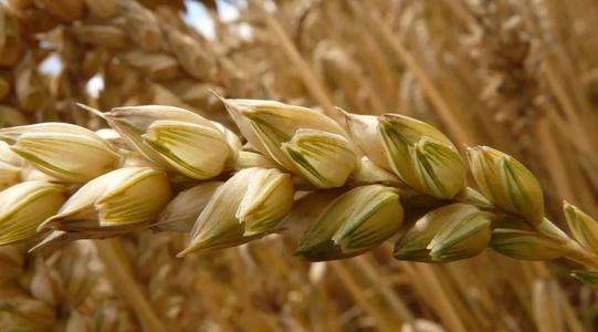 小麦拌种剂需要防治什么病虫害,小麦拌种剂用多了对小麦的危害