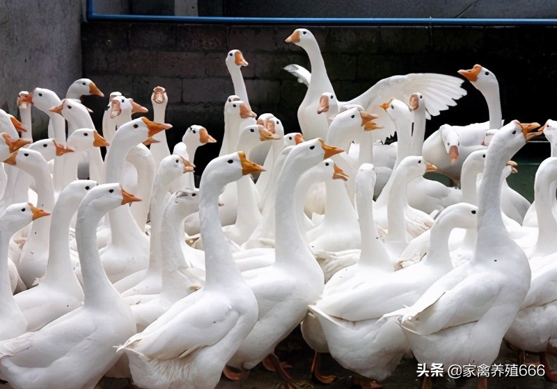 养鹅20天不能走路怎么办,鹅养一段时间站不起来是怎么回事