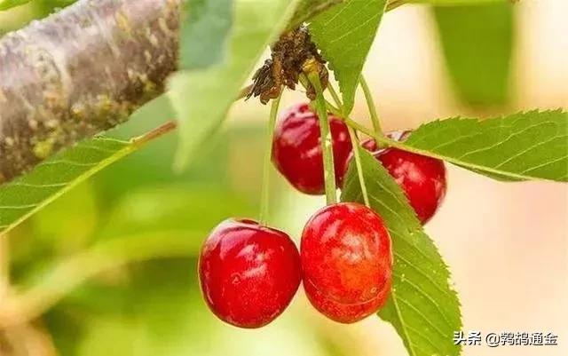 大棚樱桃栽培技术与管理方法,大棚樱桃种植管理技术详解