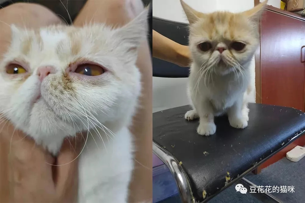 泪痕严重的猫咪怎么治疗,猫顽固泪痕怎么治疗