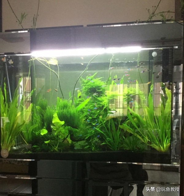 皇冠水草叶子发黄烂掉怎么回事,水草叶子发黄怎么补救最快