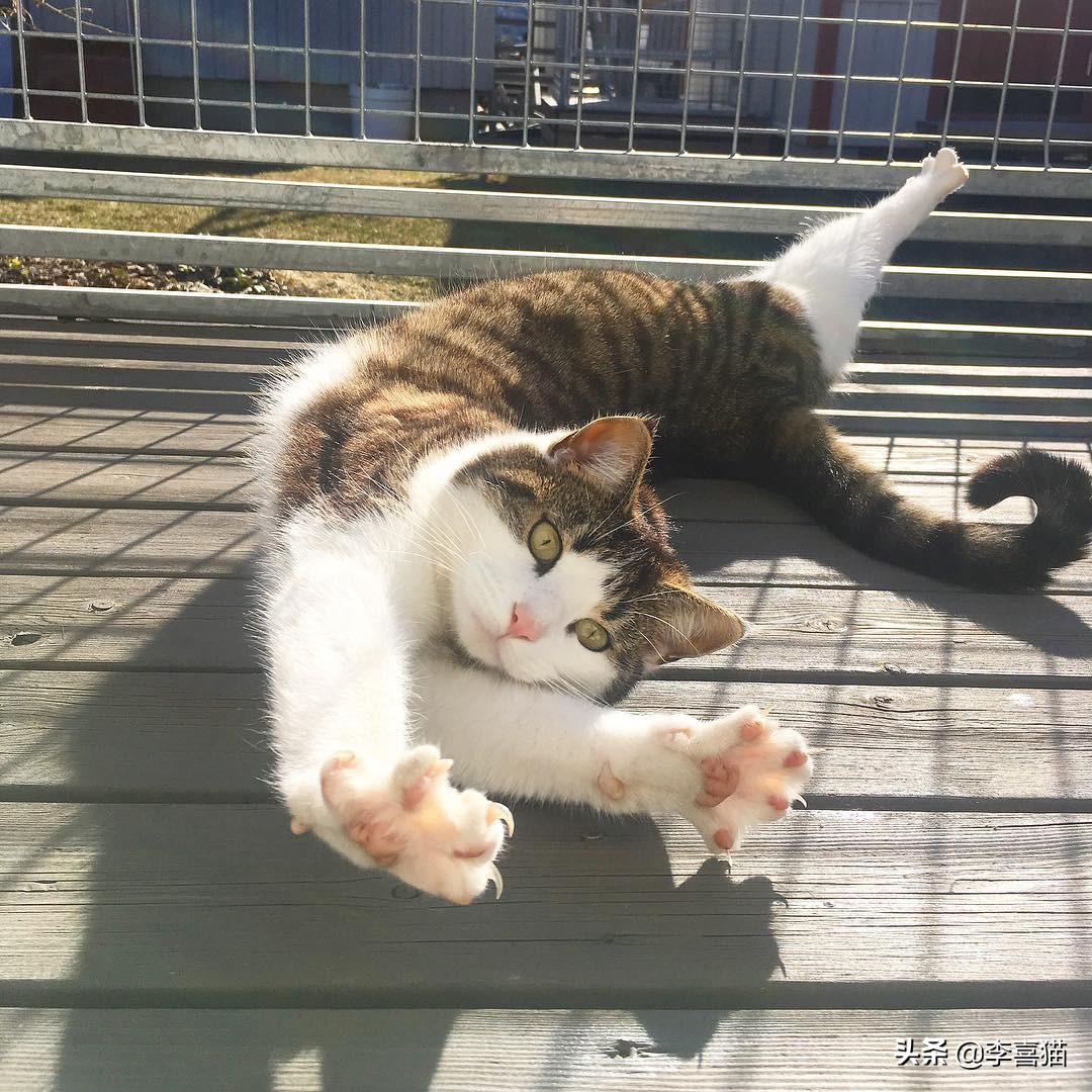 为什么猫咪长大就不亲人了,猫咪求救信号铲屎官一定要注意