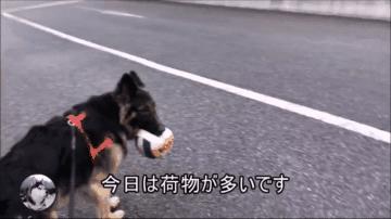 一只陪伴主人12年的德牧,德牧这种狗长大后有多可怕