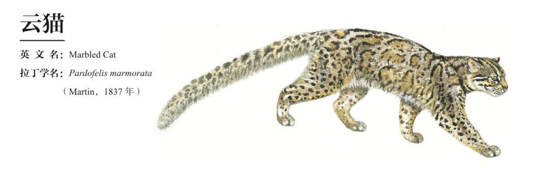 哪种猫最粘人最好养,哪种猫最温顺最粘人还比较便宜