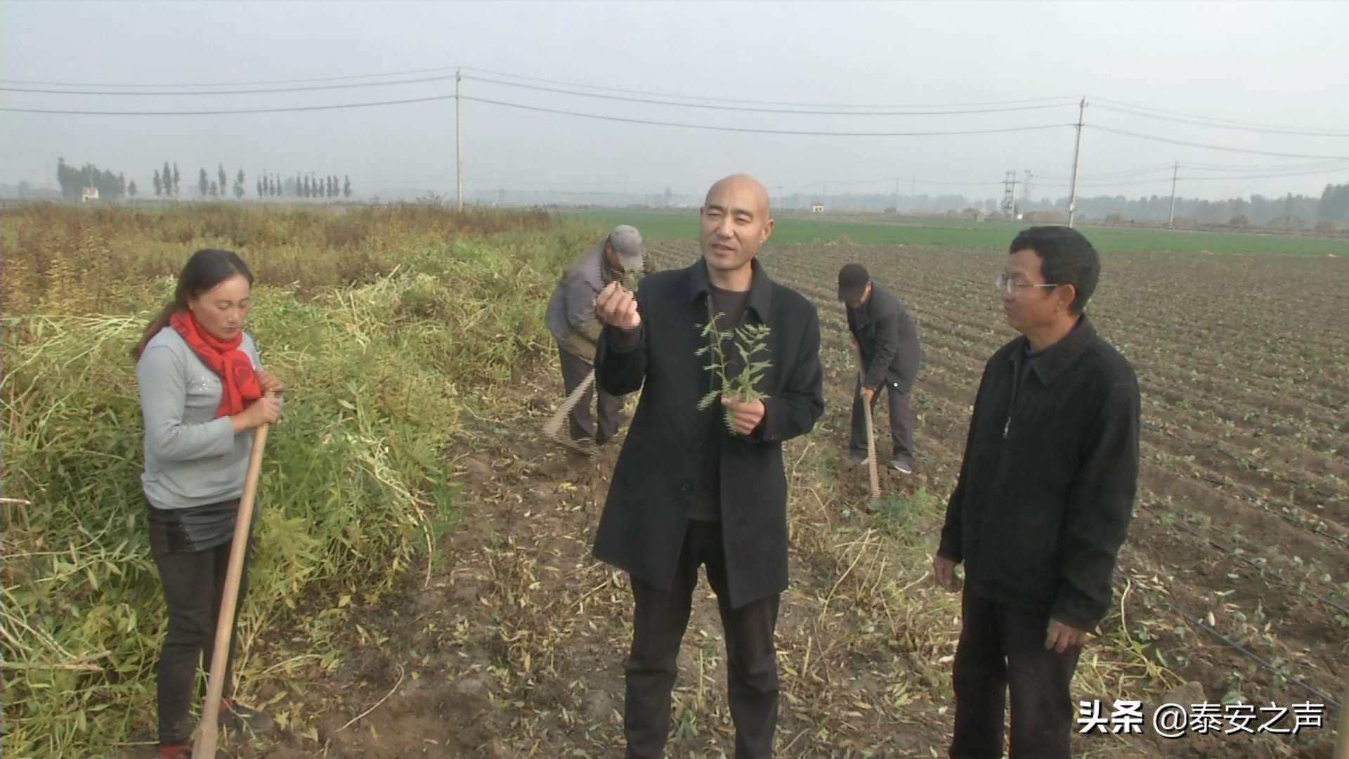 山东鲜蛹虫草种植效益,虫草参种植前景怎么样