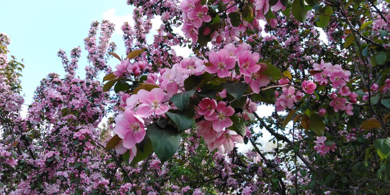 沈阳长白岛森林公园一日游攻略,长白岛森林公园五一