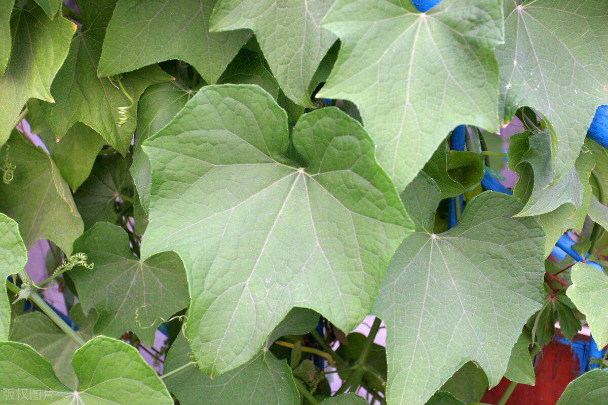 佛手瓜发芽了该怎样弄成盆栽,佛手瓜是整瓜种植吗