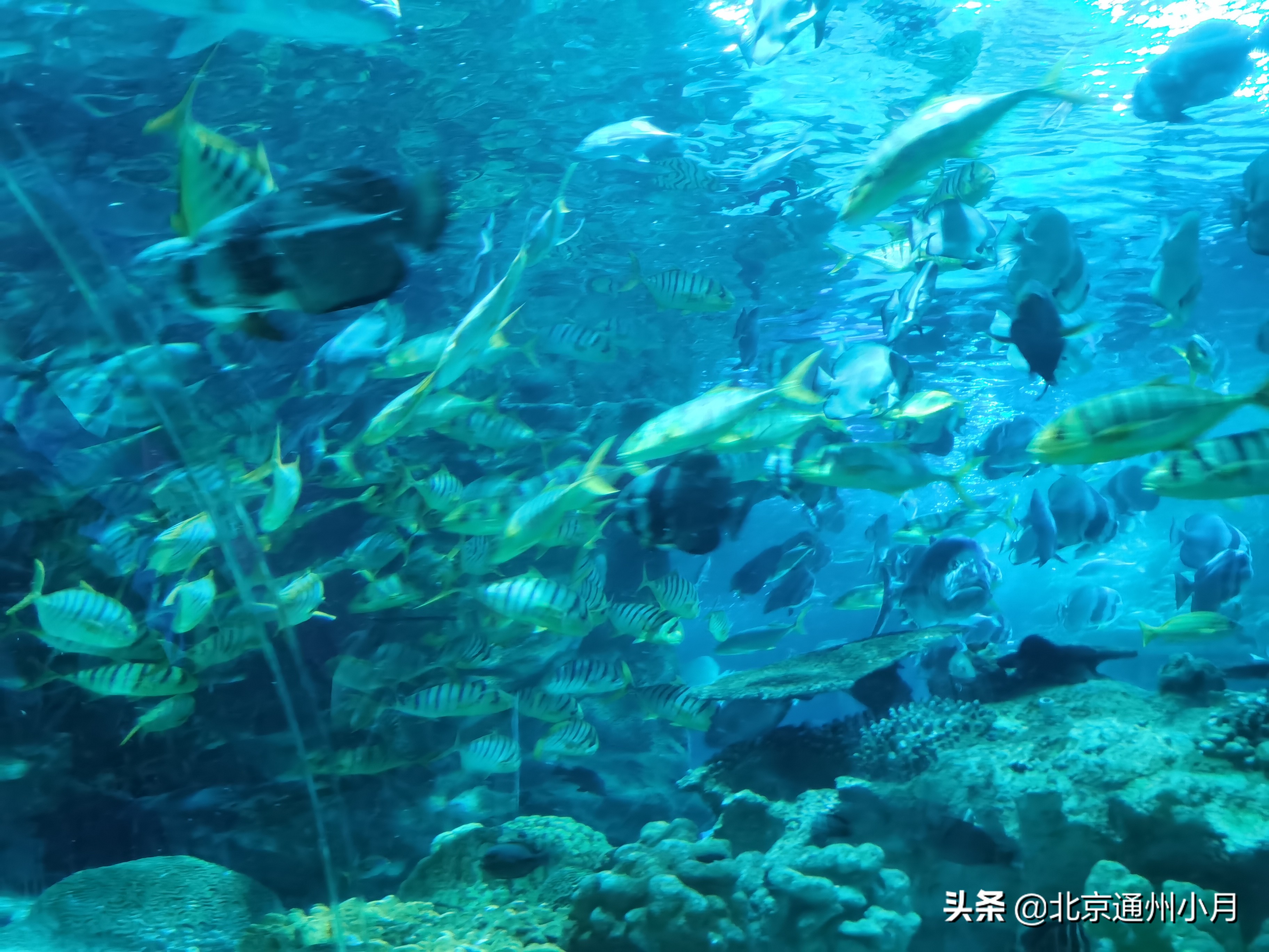 值得去看的海底世界,北京市海底世界门票多少钱