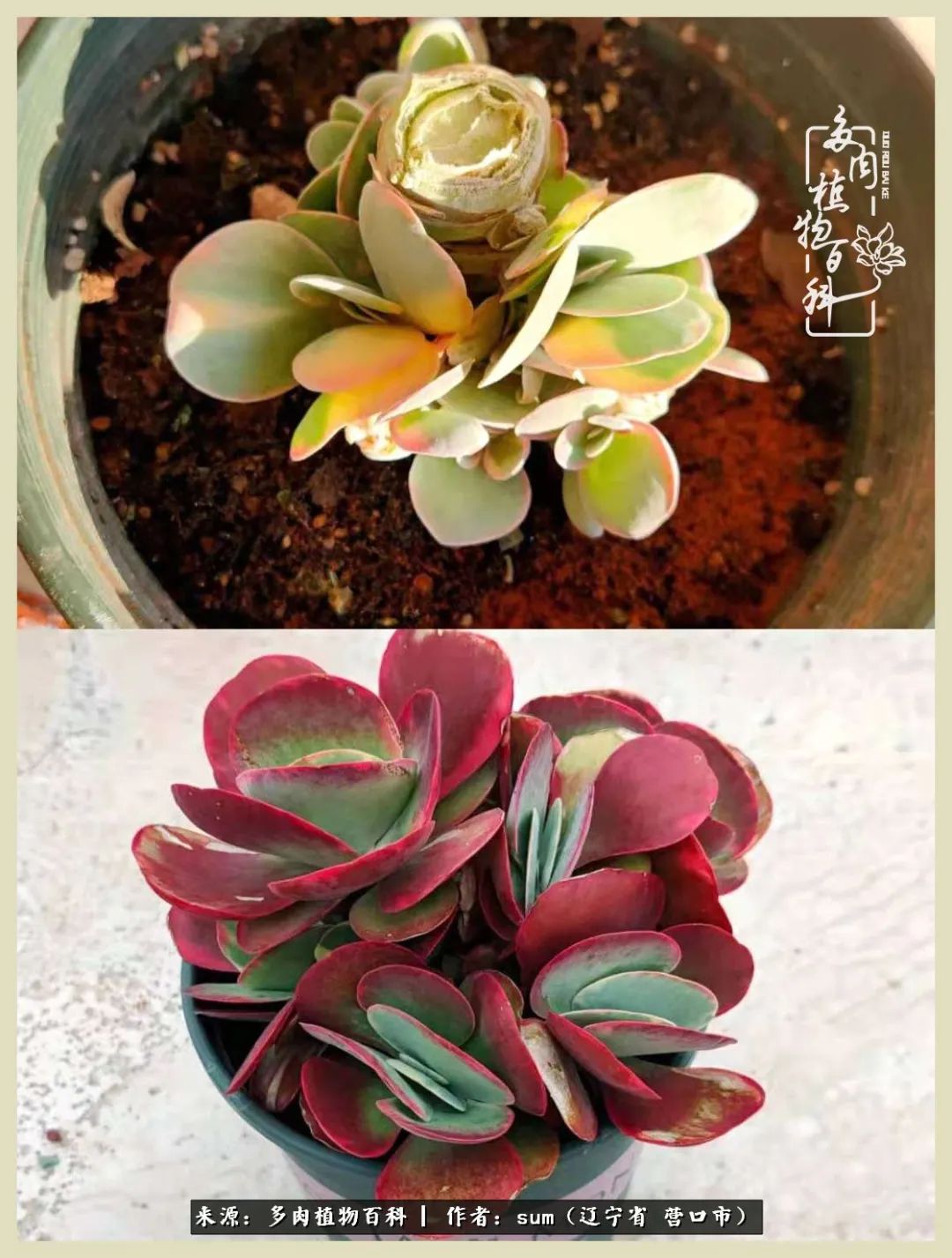 养多肉是一个很治愈的过程,养多肉是一种爱